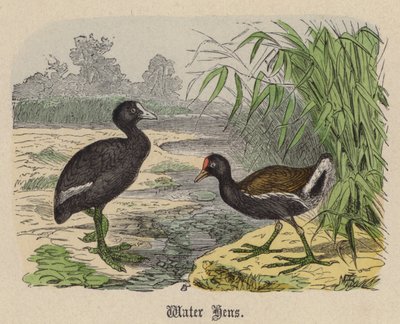 Vattenhöns (färgad gravyr) av Friedrich Specht