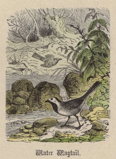 Vattenviksvans (färgad gravyr) av Friedrich Specht