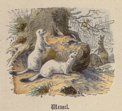 Weasel (färgad gravyr) av Friedrich Specht