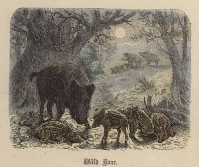 Vildsvin (färgad gravyr) av Friedrich Specht