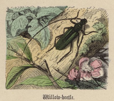 Pilbagge (färgad gravyr) av Friedrich Specht
