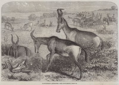 Hartebeest antilop av Friedrich Wilhelm Keyl