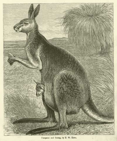 Kangaroo and Young (gravyr) av Friedrich Wilhelm Keyl