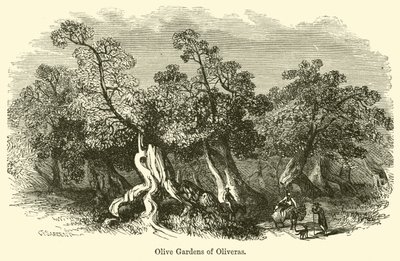Olive Gardens of Oliveras av G. F. Sargent