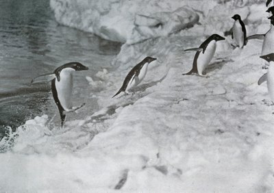 Penguins Jumping On to The Ice-Foot, c1911, 1913. av G. Murray Levick