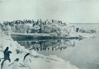 Penguins on Ice-Foot, c1911, 1913 av G. Murray Levick