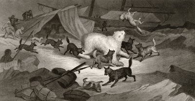 Bear Hunt, graverad av J.C. McRea, från "Arctic Explorations in the Years 1853, 54, 55", Volume I, av doktor Elisha Kent Kane (1820-57), publicerad i Philadelphia 1856. av G. White