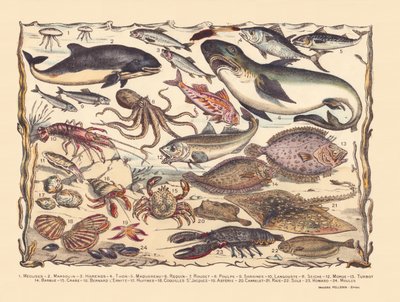 Sida 16: Maneter, tumlare, sill, tonfisk, makrill, haj, multe, bläckfisk, sardiner, hummer, bläckfisk, torsk, piggvar, skägg, krabba, eremit Bernard, ostron, pilgrimsmusslor, asteria, kakel, rocka, tunga, hummer, musslor av Gabriel Gostiaux