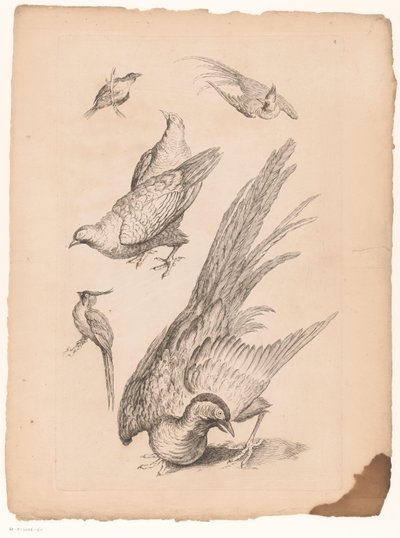 Zes kinesiska fåglar Verschillende kinesiska vogels (serietitel) Bok om olika fågelarter i Kina (serietitel) av Gabriel Huquier (attributed to)