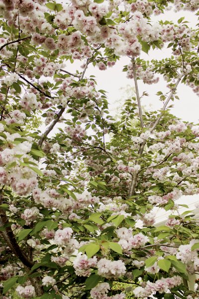 Körsbärsblomning på våren av Gemma Bardot