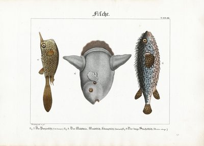 Exotiska fiskar: Trunkfish, Ocean sunfish och Porcupinefish av Georg Bretzing
