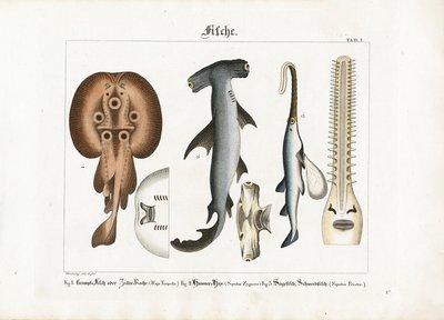 Märkliga marina fiskarter av Georg Bretzing