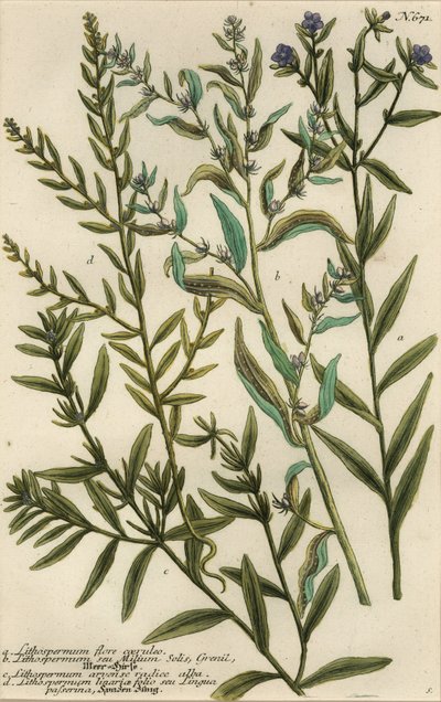 Gromwell-sorter, Lithospermum-arter av Georg Dionysius (after) Ehret