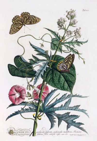1. Abutilon, 2. Convolvulus, c. 1748 handfärgad gravyr. av "Georg Dionysius Ehret