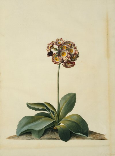 En rosa brokig Auricula, av Georg Dionysius Ehret