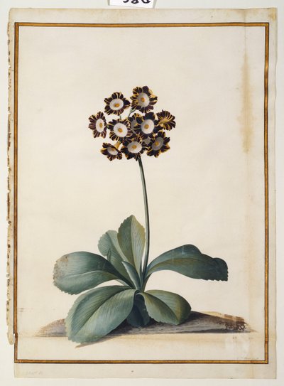 En lila brokig Auricula av Georg Dionysius Ehret