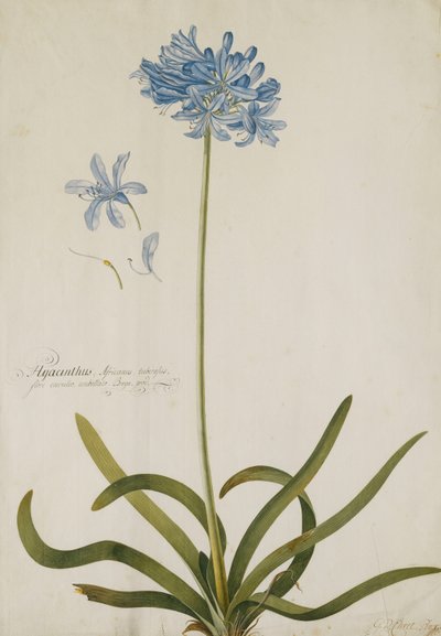 Agapanthus, av Georg Dionysius Ehret