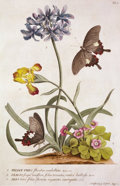 Agapanthus africanus, Iris variegata och en art av Oxalis, från "Plantae and Papiliones Rariores", 1749 av Georg Dionysius Ehret