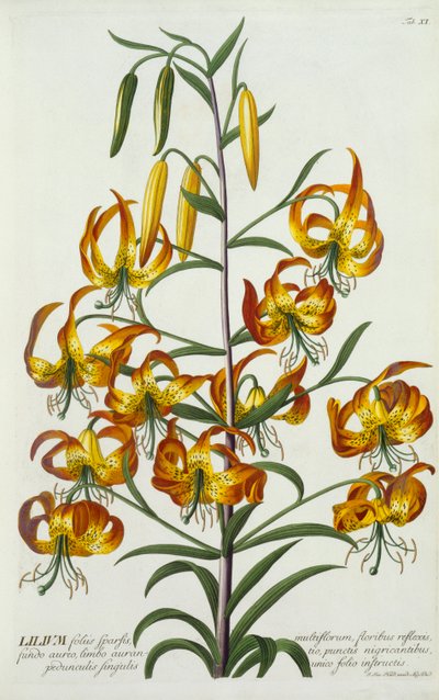 American Turkscap Lily, ca. 1740 handfärgad gravyr. av "Georg Dionysius Ehret