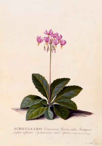 Auricula Ursi Shooting Star, ca. 1744 handfärgad gravyr. av "Georg Dionysius Ehret