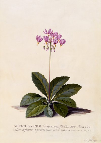 Auricula ursi, Shooting Star, ca 1744 (handfärgad gravyr) av Georg Dionysius Ehret