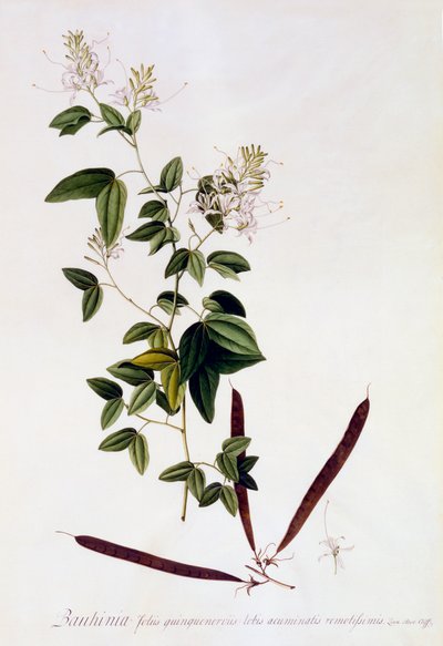 Bauhinia, ca. 1745 handfärgad gravyr. av "Georg Dionysius Ehret