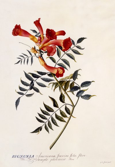 Bignonia Americana, c.1743 (handfärgad gravyr) av Georg Dionysius Ehret