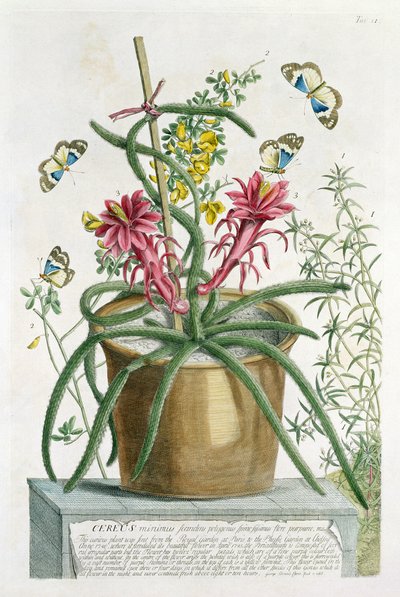 Cereus Minimus, ca 1745 (färgad litho) av Georg Dionysius Ehret