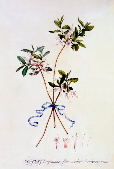 Cistus Virginiana, ca. 1743 handfärgad gravyr. av "Georg Dionysius Ehret