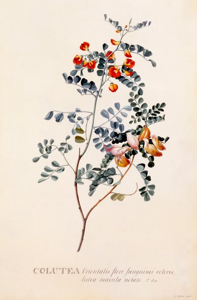 Colutea, c. 1745 handfärgad gravyr.. av "Georg Dionysius Ehret