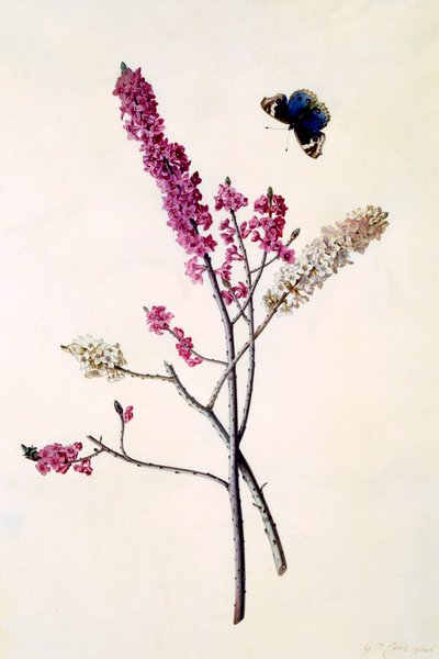 Daphne Mezereum med fjäril, ca. 1740 handfärgad gravyr. av "Georg Dionysius Ehret
