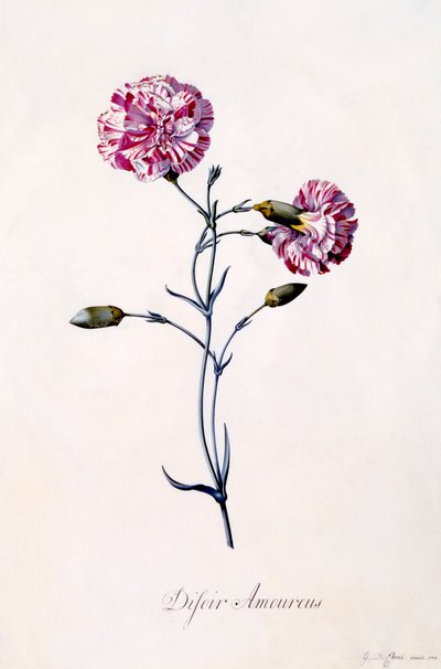 Difor Amourius nejlika, ca. 1745 handfärgad gravyr. av "Georg Dionysius Ehret
