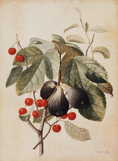 Fikon och körsbär, 1747 av Georg Dionysius Ehret