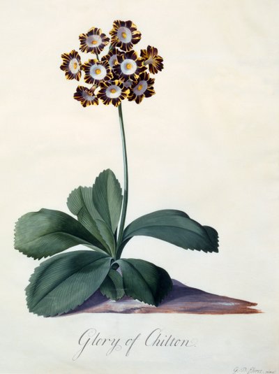Glory of Chilton c. 1745 handfärgad gravyr. av "Georg Dionysius Ehret
