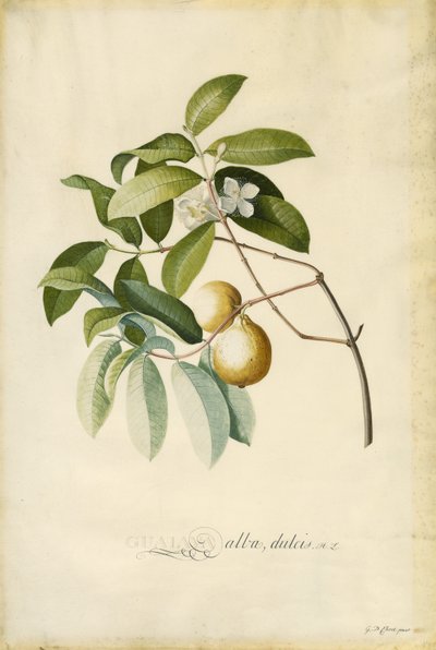 Guava av Georg Dionysius Ehret