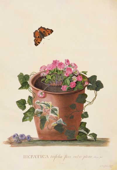 Hepatica trifolia (Nobilis), 1745 (gouache på veläng) av Georg Dionysius Ehret