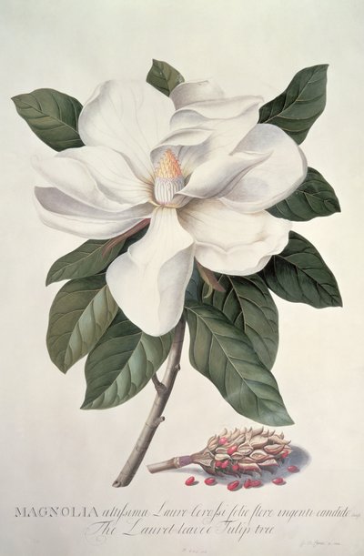 Magnolia av Georg Dionysius Ehret