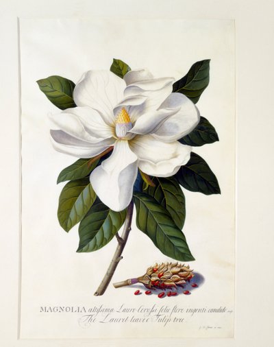 Magnolia Grandiflora, ca. 1743 handfärgad gravyr. av "Georg Dionysius Ehret