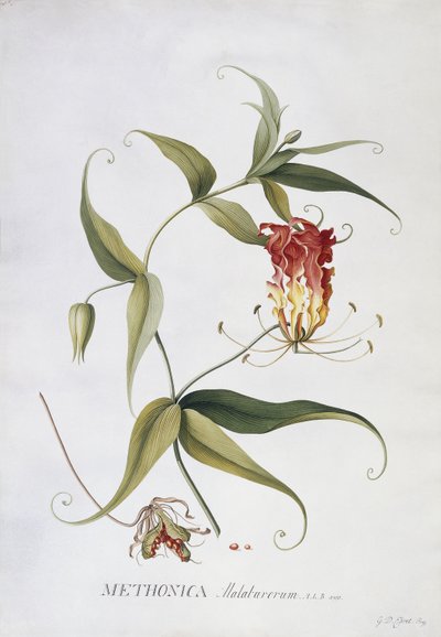 Methonica, av Georg Dionysius Ehret