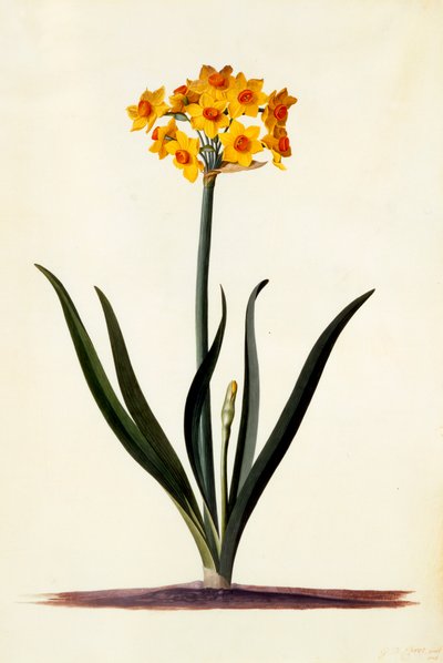 Narcissus, ca. 1745 handfärgad gravyr. av "Georg Dionysius Ehret