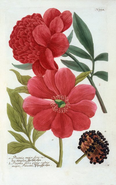 Paeonia, handfärgad gravyr. av "Georg Dionysius Ehret