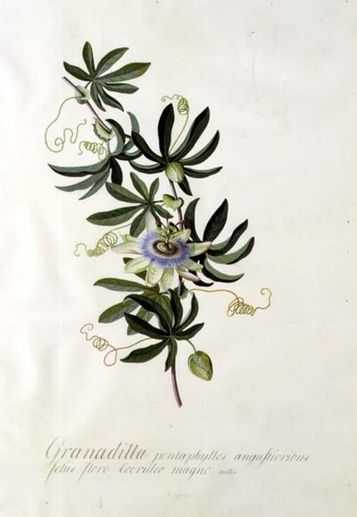 Passionsblomma av Georg Dionysius Ehret