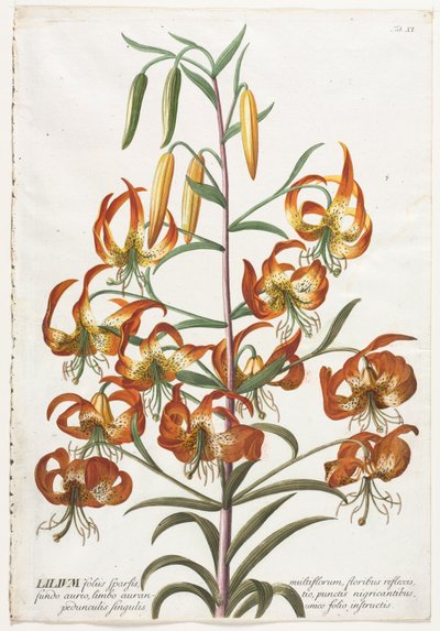 Utvalda växter 11 - Lily. av Georg Dionysius Ehret