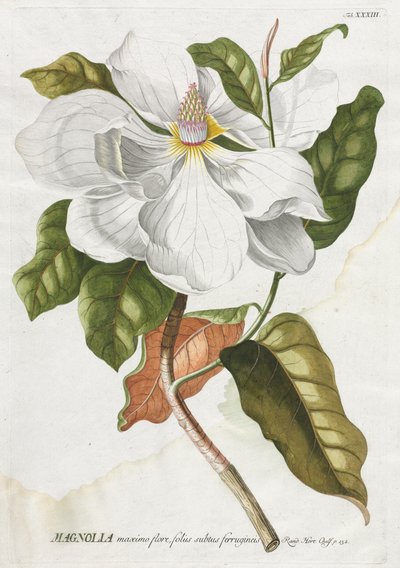 Utvalda växter 33 - Magnolia. av Georg Dionysius Ehret