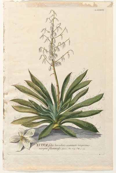 Utvalda växter 37 - Yucca. av Georg Dionysius Ehret
