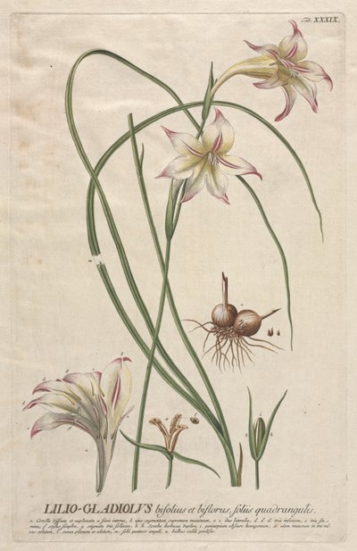 Utvalda växter 39 - Lilio-Gladiolus. av Georg Dionysius Ehret