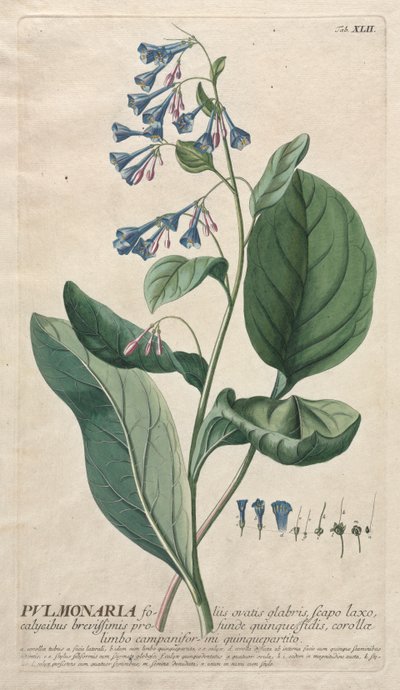 Utvalda växter 42 - Pulmonaria. av Georg Dionysius Ehret