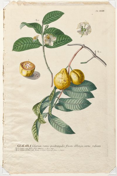 Utvalda växter 43 - Guaiaba. av Georg Dionysius Ehret