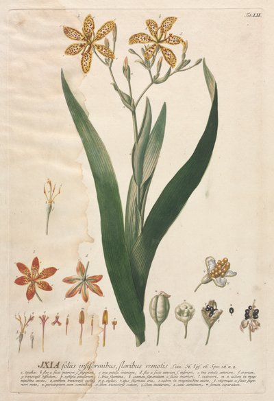 Utvalda växter 52 - Ixia. av Georg Dionysius Ehret