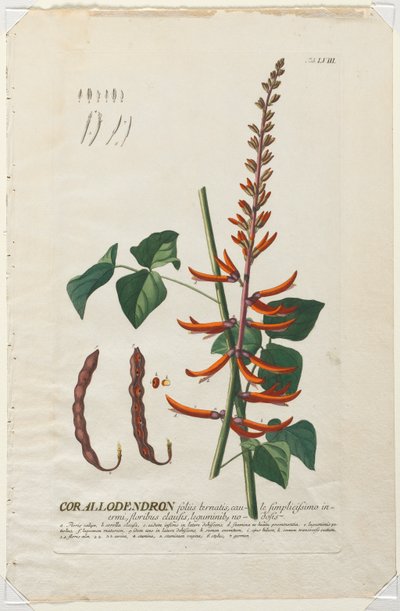 Utvalda växter 58 - Corallodendron. av Georg Dionysius Ehret